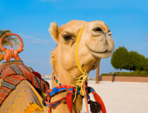 How do I find a teaching job in the Middle East